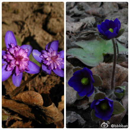 Hepatica nobilis 毛茛科雪割草，也叫獐耳细辛。