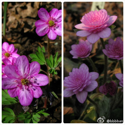 Hepatica nobilis 毛茛科雪割草，也叫獐耳细辛。