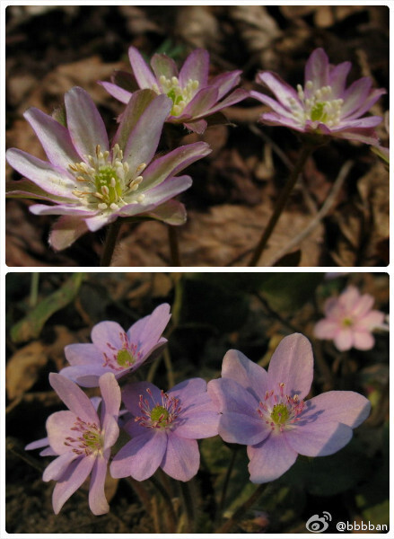 Hepatica nobilis 毛茛科雪割草，也叫獐耳细辛。