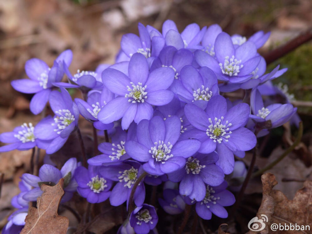 Hepatica nobilis 毛茛科雪割草，也叫獐耳细辛。