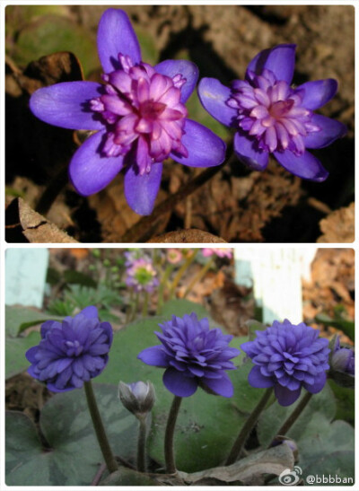 Hepatica nobilis 毛茛科雪割草，也叫獐耳细辛。