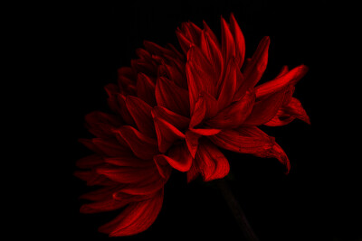 Red Dahlia #2