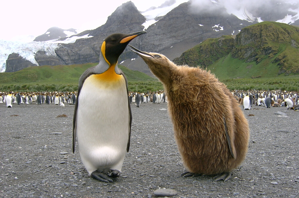 南乔治亚岛和南桑威奇群岛 King Penguins