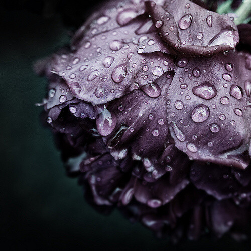 雨后紫玫