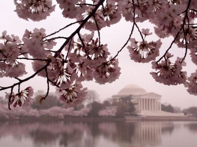 Cherry Blossoms and Jefferson Memorial. Photograph by Thomas Simonson