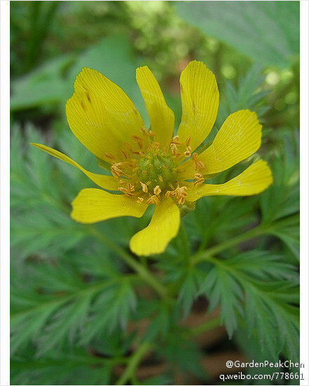 毛茛科 侧金盏花属 侧金盏(Adonis amurensis Regel et Radde ) 多年生草本,植株高5-30CM，有分技，最上部的分技顶端发育为花芽，花单生于茎顶，花鲜黄色，有光泽，直径3-5CM；萼片7-1l枚，花瓣10-20枚，长倒卵形。花期4-5月。瘦果球形，果期5-6月。早春理想的观赏花卉。