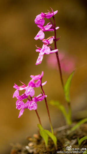 广布红门兰Orchis chusua ，兰科红门兰属。从东三省到西南地区都有（但好像绕过了东南华南），唇瓣的变化很大。摄于云南香格里拉，碧沽天池林下