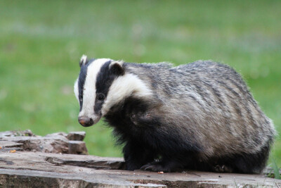 badger 獾