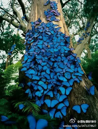 蝴蝶树~~好漂亮噻