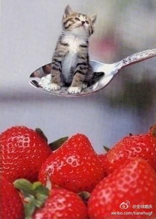 世界上最小的猫~~