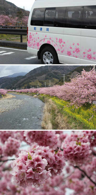 镜头下的日本：静冈县河津町，全长4km，约800株的河津樱。摄影by 夢穂