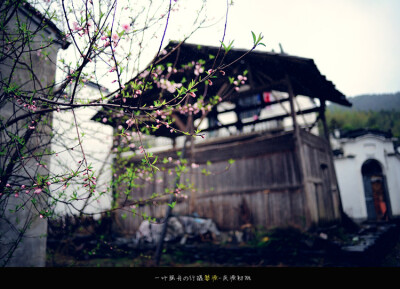 婺源--庆源初桃