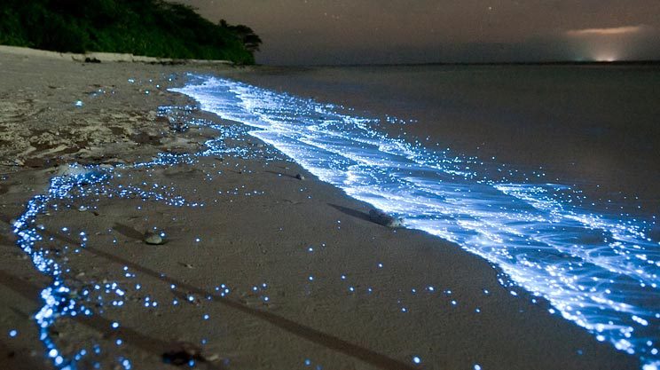 螢光海浪 National Geographic最新專題介紹螢光海浪(星光海岸)，這張照片來自馬爾地夫。 這裡不去區分生物發光的差異，全部稱螢光。這個例子是自發光的藻類，這個現象其實並非很稀有，因為有許多海中生物都能自發光。