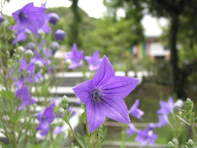 桔梗花——亘古不变的爱恋 .... My favourite flower .