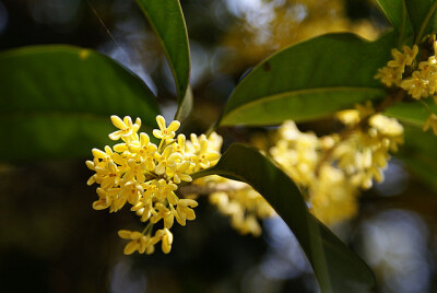 Osmanthus 桂花