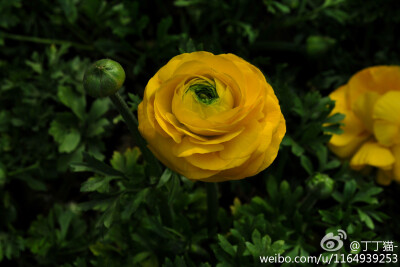 花毛茛（Ranunculus asiaticus）又名波斯毛茛，别称“洋牡丹”，毛茛科花毛茛属多年生宿根草本花卉。花色鲜艳丰富，花瓣五至数十枚，花径6～9cm，花分红、白、橙等色，并有单瓣及重瓣之分。