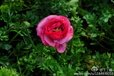 花毛茛（Ranunculus asiaticus）又名波斯毛茛，别称“洋牡丹”，毛茛科花毛茛属多年生宿根草本花卉。花色鲜艳丰富，花瓣五至数十枚，花径6～9cm，花分红、白、橙等色，并有单瓣及重瓣之分。