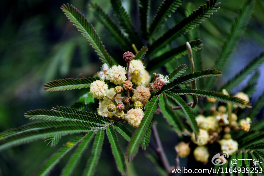 豆科 LEGUMINOSAE金合欢属 Acacia Mill.银荆（Acacia dealbara Link）?，金合欢的花语：稍纵即逝的快乐...