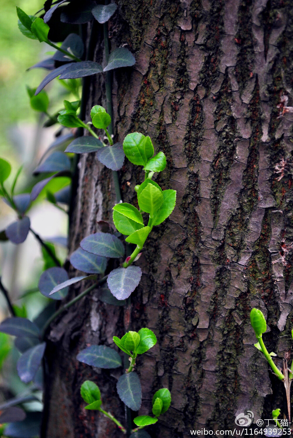 扶芳藤攀援而上，绿意盎然。扶芳藤（Euonymus fortunei）卫矛科卫矛属，生长旺盛，终年常绿，别名爬行卫矛。