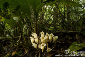 坛花兰（Acanthephippium sylhetense），间断分布于中国大陆的云南南部和台湾，以及孟加拉国，印度东北，日本，老挝，马来西亚，缅甸，泰国。