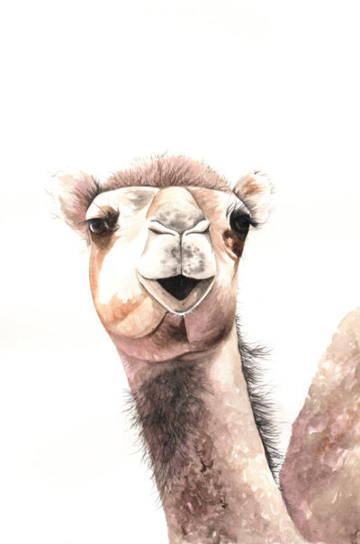 好欢腾的骆驼~Camel Painting Archival print of animal watercolor painting 5 by 7