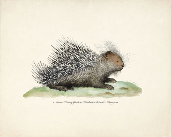 Cynthia 美国艺术家，现居弗拉格斯塔夫Woodland Animal - Vintage Italian Porcupine Natural History Print 8x10