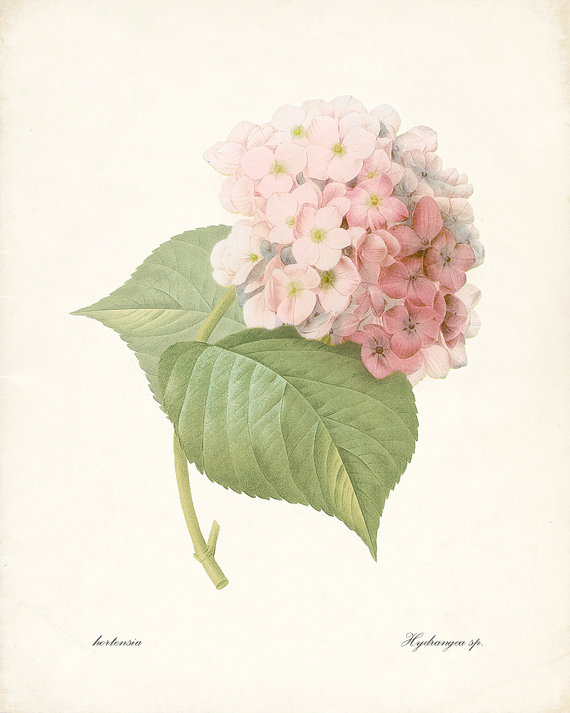 Cynthia 美国艺术家，现居弗拉格斯塔夫Pink Hydrangea - Redoute Natural History Botanical Wall Decor Print 8x10