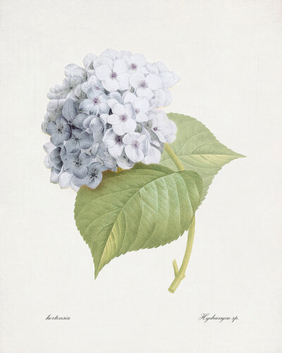 Cynthia 美国艺术家，现居弗拉格斯塔夫Blue Hydrangea - Redoute Natural History Botanical Wall Decor Print 8x10