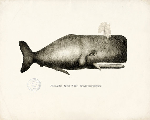 Cynthia 美国艺术家，现居弗拉格斯塔夫Vintage Sperm Whale Natural History Wall Decor Print 10x8