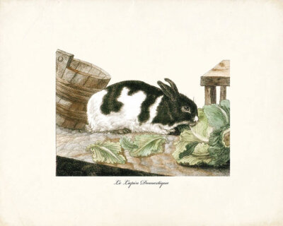 Cynthia 美国艺术家，现居弗拉格斯塔夫French Rabbit Art Print Woodland Animals Wall Decor - Le Lapin Domistique 8x10