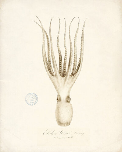 Cynthia 美国艺术家，现居弗拉格斯塔夫Antique Ink Squid Print