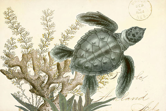 Cynthia 美国艺术家，现居弗拉格斯塔夫Sea Turtle Original Collage - Sea Animals of the Coral Reefs Wall Decor Print 4x6