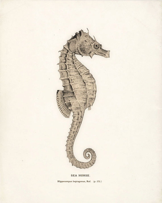 Cynthia 美国艺术家，现居弗拉格斯塔夫Antique Sea Horse Print