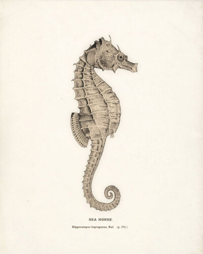 Cynthia 美国艺术家，现居弗拉格斯塔夫Antique Sea Horse Print