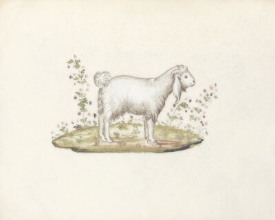 Cynthia 美国艺术家，现居弗拉格斯塔夫Sheep - Vintage Lamb Wall Decor Art Print 8x10