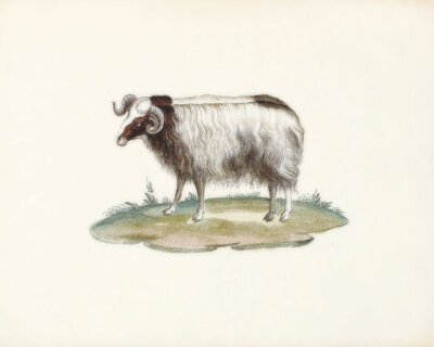 Cynthia 美国艺术家，现居弗拉格斯塔夫Sheep - Vintage Ram Wall Decor Print 8x10