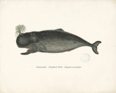 Cynthia 美国艺术家，现居弗拉格斯塔夫Humpback Whale Antique Whale Wall Decor Print 8x10