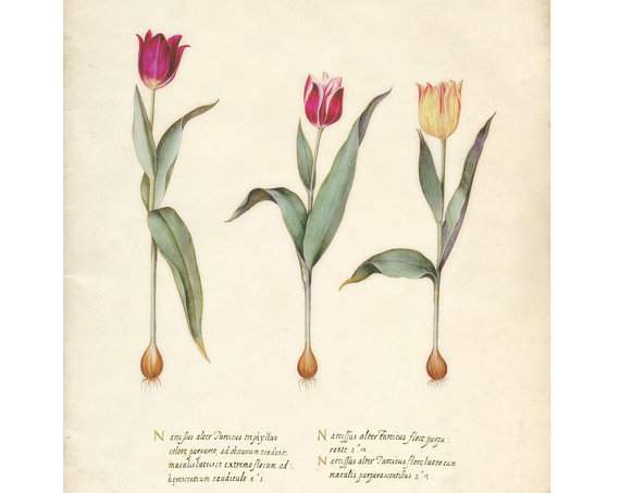 Cynthia 美国艺术家，现居弗拉格斯塔夫Antique Italian Tulips Print 8x10