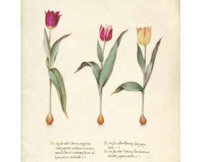 Cynthia 美国艺术家，现居弗拉格斯塔夫Antique Italian Tulips Print 8x10