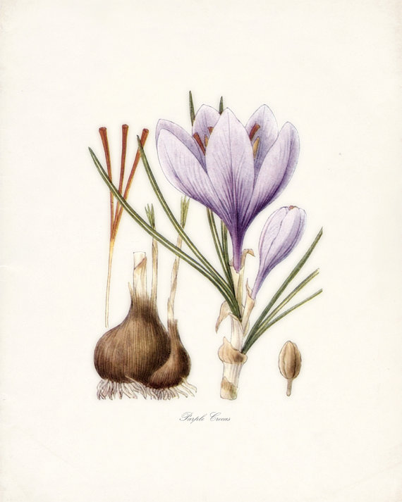 Cynthia 美国艺术家，现居弗拉格斯塔夫Crocus Flowers of the Americas Natural History Wall Decor Print 8x10