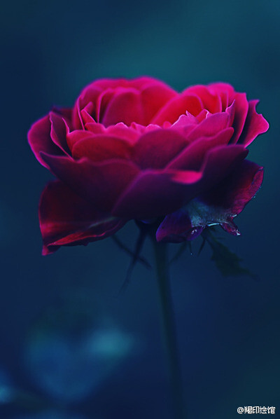 做舒心的事，爱单纯的人，走幸福的路。