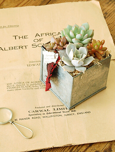 Tin cube succulents