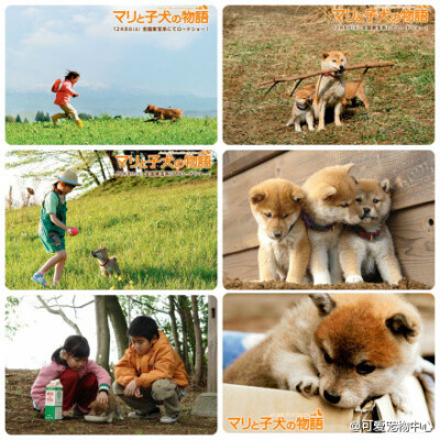 【柴犬奇迹物语】根据真人真事改编：日本新泻发生地震，地震当天母狗玛利生下3只幼犬，地震发生人人都在避难，玛利在荒废中自己守护了孩子16天，之后和三只幼犬一起平安归来。玛利与幼犬一起存活下来的模样，给当地…