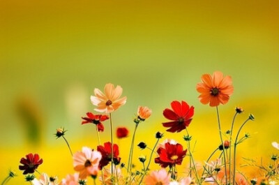 暖暖格桑花，融化冬日的萧瑟