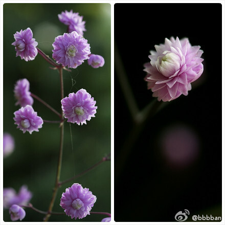 Thalictrum delavayi 'Hewitt's Double' 毛茛科 偏翅唐松草重瓣品种，小而精美~~