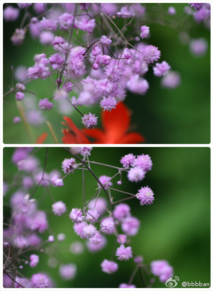 Thalictrum delavayi 'Hewitt's Double' 毛茛科 偏翅唐松草重瓣品种，小而精美~~