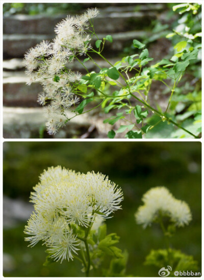 Thalictrum aquilegiifolium毛茛科 唐松草，叶子型像耧斗菜。