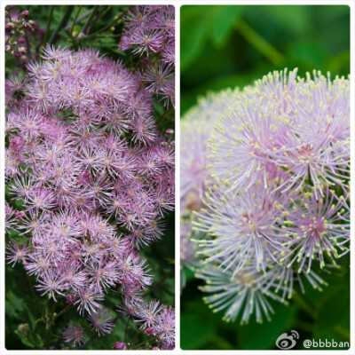 Thalictrum aquilegiifolium毛茛科 翅果唐松草。