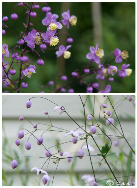 Thalictrum delavayi 毛茛科 偏翅唐松草。