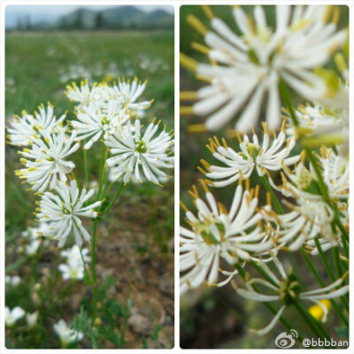 Thalictrum petaloideum 毛茛科 瓣蕊唐松草。